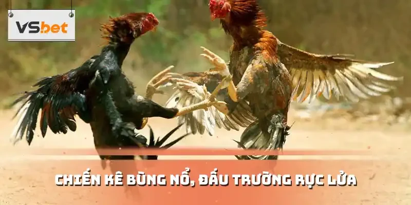Chiến kê bùng nổ, đấu trường rực lửa