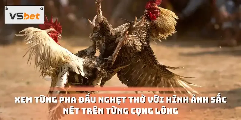 Xem từng pha đấu nghẹt thở với hình ảnh sắc nét trên từng cọng lông
